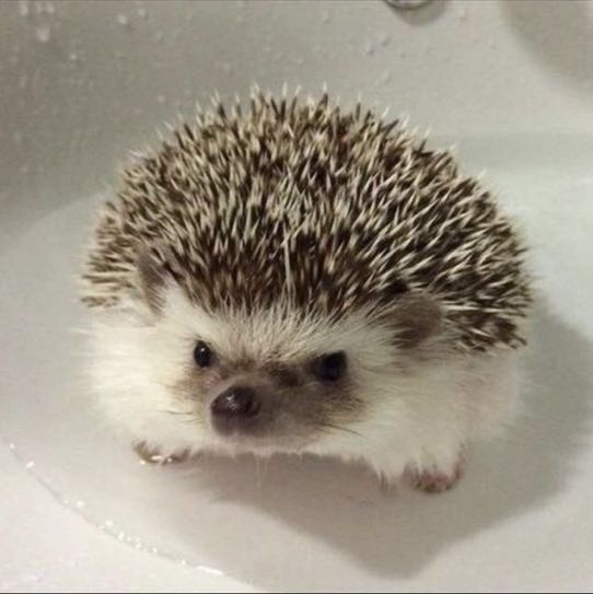 Hedgehogs