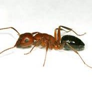 A group where we all pretend to be ants