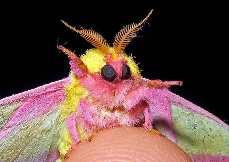 BUGS!