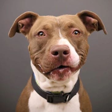 Pitbulls