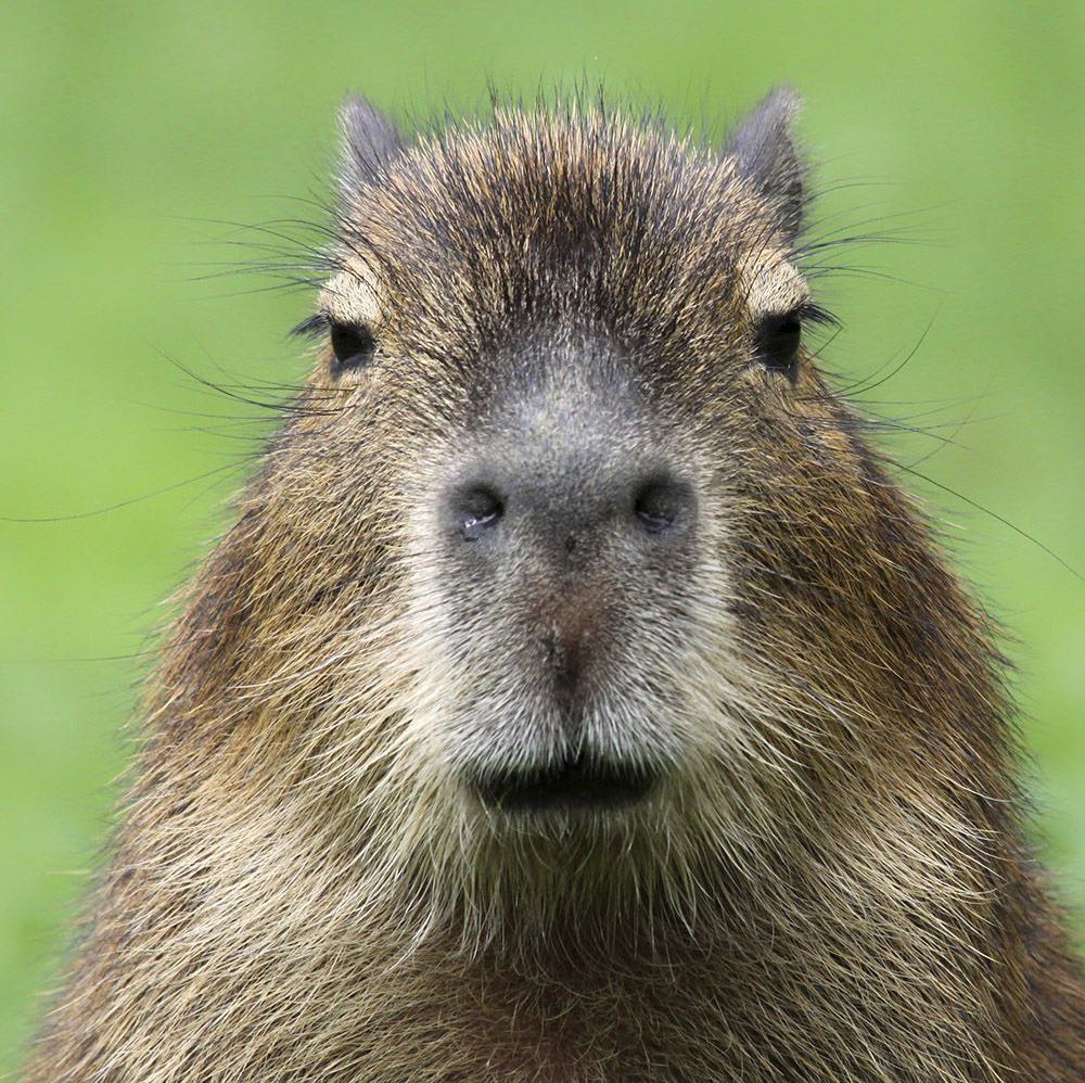 Capybara Lovers