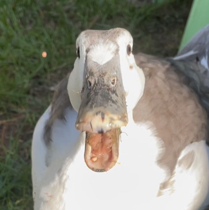 Duck Pics