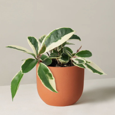 Plant Parenthood