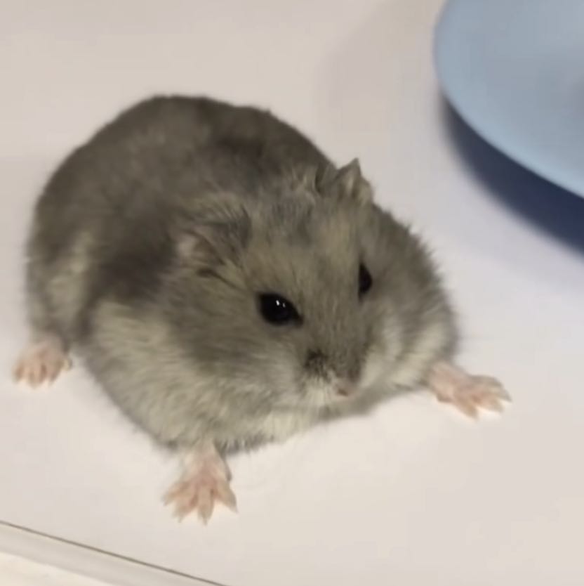 Hamsters